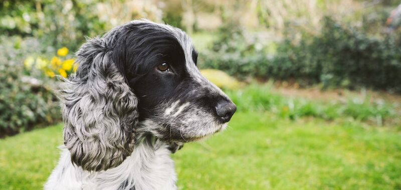 Cocker Spaniel Breed Information