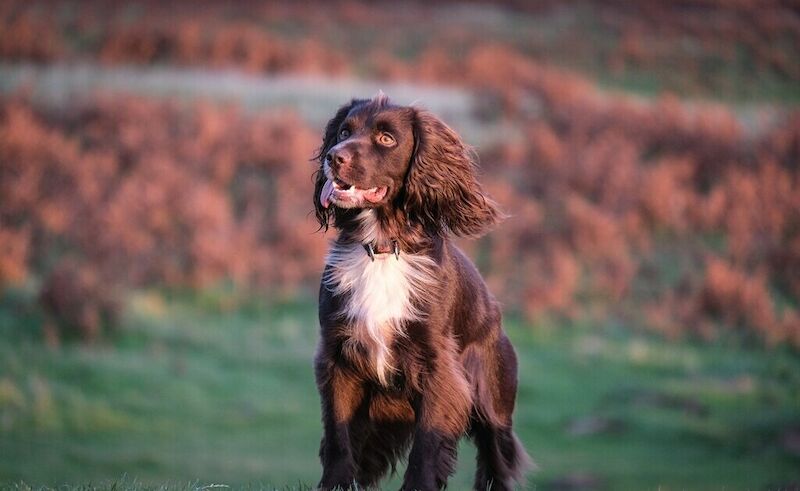 Cocker Spaniel Temperament: Understanding Their Loving Nature