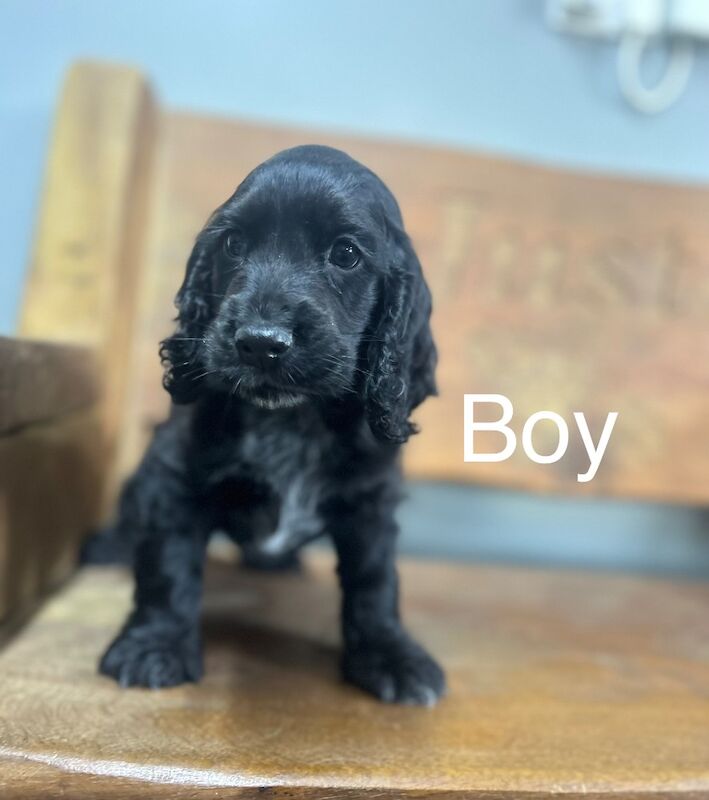 1 black cocker spaniel boy left for sale in Upwell, Norfolk - Image 1