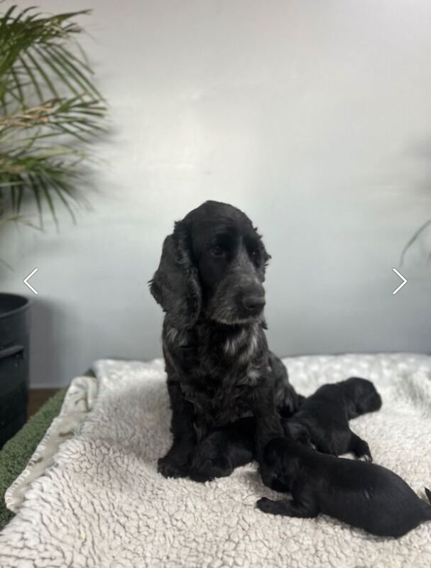 1 black cocker spaniel boy left for sale in Upwell, Norfolk - Image 2