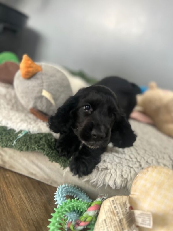 1 black cocker spaniel boy left for sale in Upwell, Norfolk - Image 3