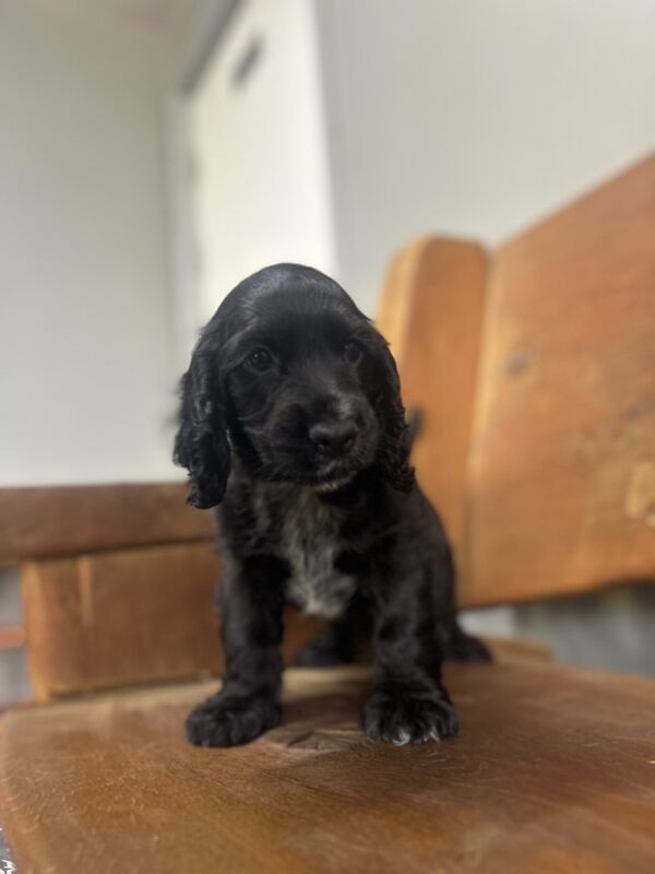 1 black cocker spaniel boy left for sale in Upwell, Norfolk - Image 4