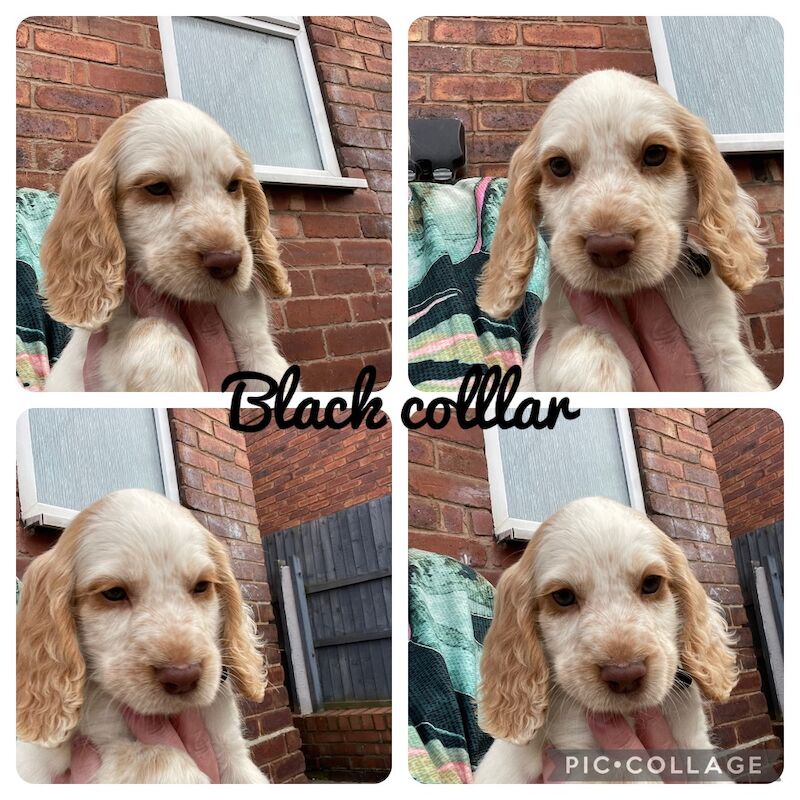 Cocker Spaniels for sale in Worksop, Nottinghamshire