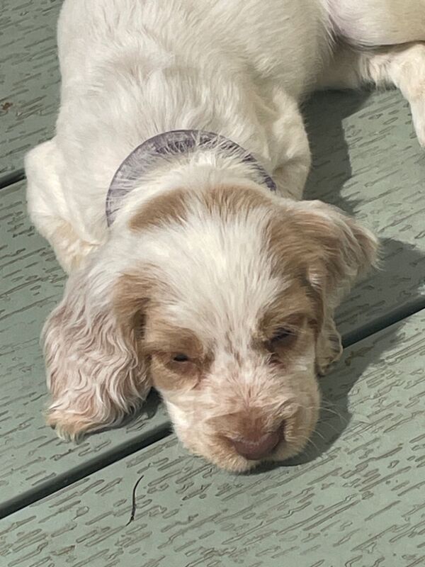 Cocker Spaniel Puppies for sale in Nottinghamshire