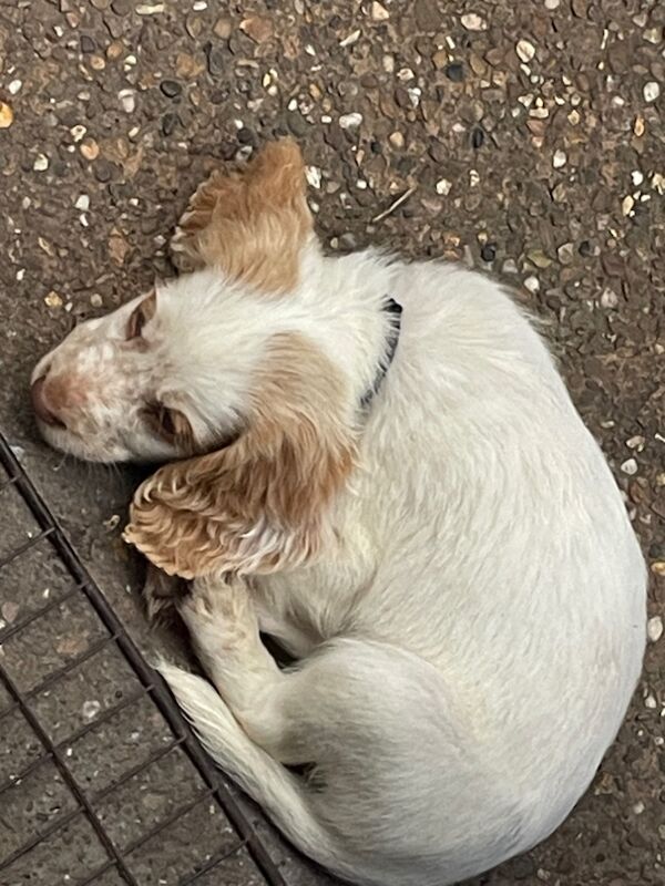 Cocker Spaniel Puppies for sale