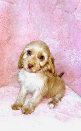 1 cockapoo girl READY NOW HEALTH CHECK VACCINATED CHIPPED for sale in Leatherhead, Surrey - Image 1