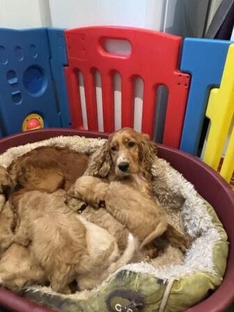 1 cockapoo girl READY NOW HEALTH CHECK VACCINATED CHIPPED for sale in Leatherhead, Surrey - Image 2