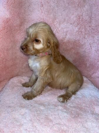 1 cockapoo girl READY NOW HEALTH CHECK VACCINATED CHIPPED for sale in Leatherhead, Surrey - Image 3