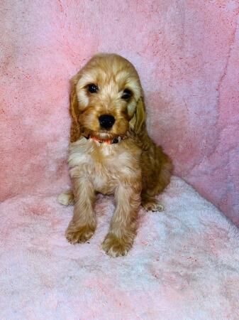 1 cockapoo girl READY NOW HEALTH CHECK VACCINATED CHIPPED for sale in Leatherhead, Surrey - Image 4