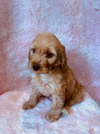 1 cockapoo girl READY NOW HEALTH CHECK VACCINATED CHIPPED for sale in Leatherhead, Surrey - Image 5