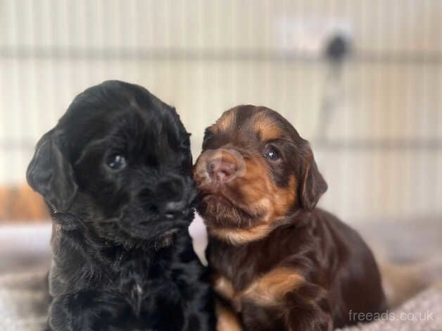 1 cocker spaniel bitch puppy for sale in Melrose, Scottish Borders - Image 2