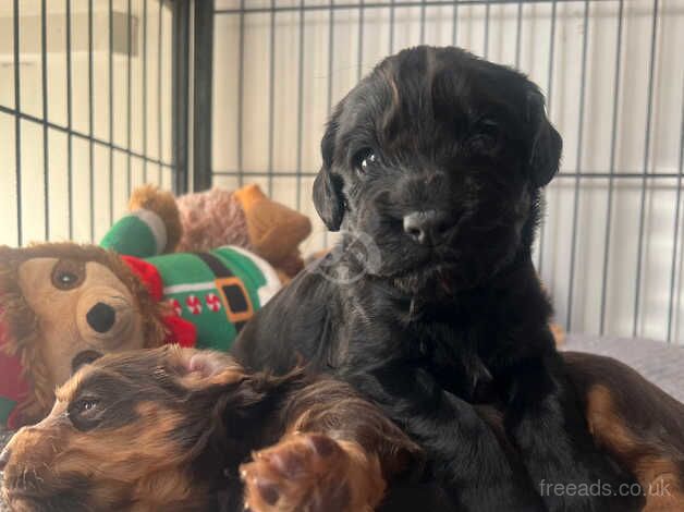 1 cocker spaniel bitch puppy for sale in Melrose, Scottish Borders - Image 4