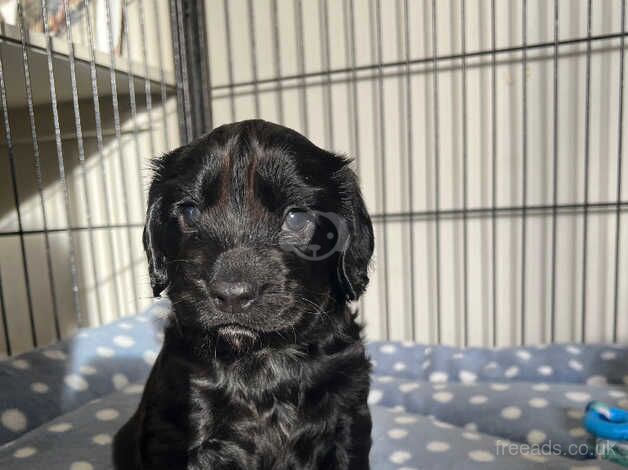 1 cocker spaniel bitch puppy for sale in Melrose, Scottish Borders - Image 5