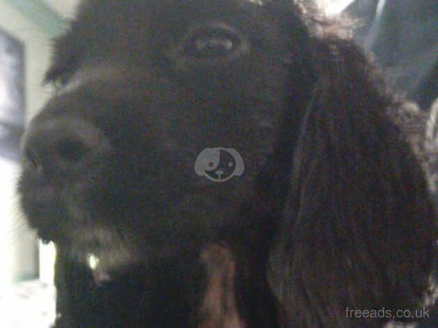 1 female 1 male cocker spaniel for sale in Bedford, Bedfordshire