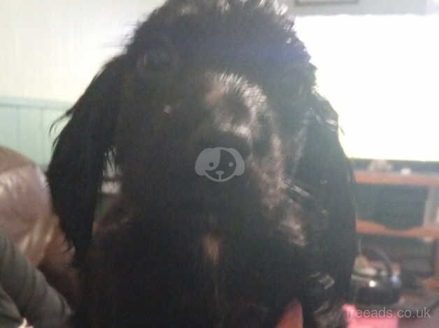 1 female 1 male cocker spaniel for sale in Bedford, Bedfordshire - Image 3