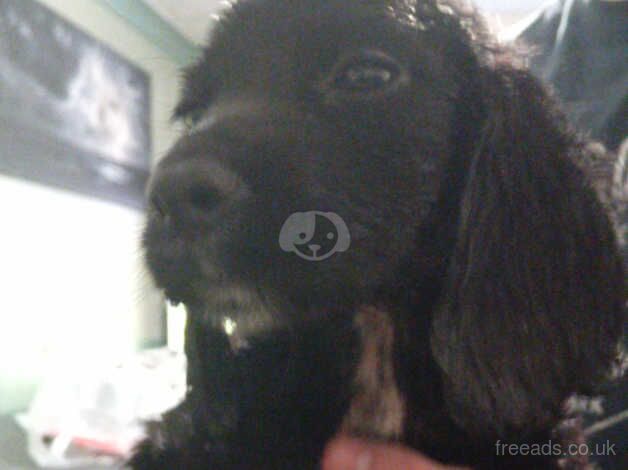 1 female 1 male cocker spaniel for sale in Bedford, Bedfordshire - Image 4