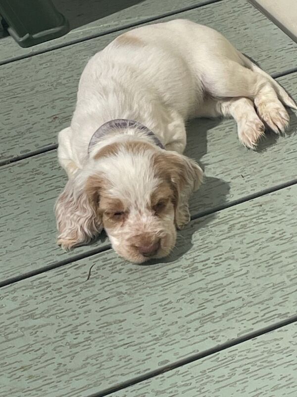 Cocker Spaniels for sale in Worksop, Nottinghamshire