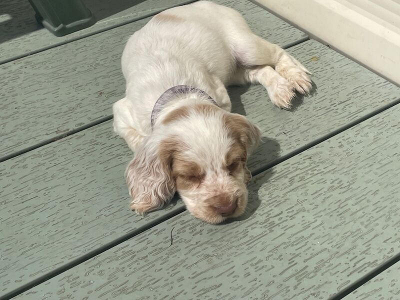 Cocker Spaniel Puppies for sale in Nottinghamshire