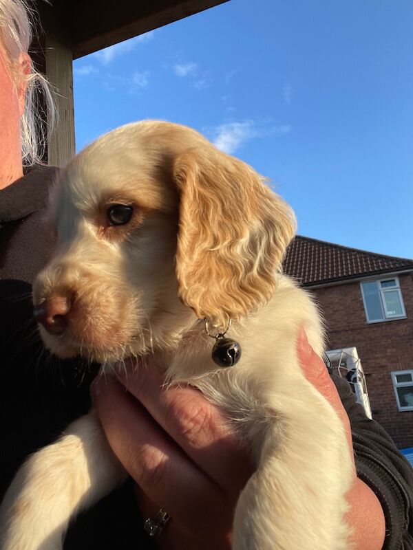 Cocker Spaniel Puppies for sale