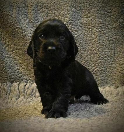 1 KC registered working cocker spaniel left REDUCED for sale in Chard, Somerset