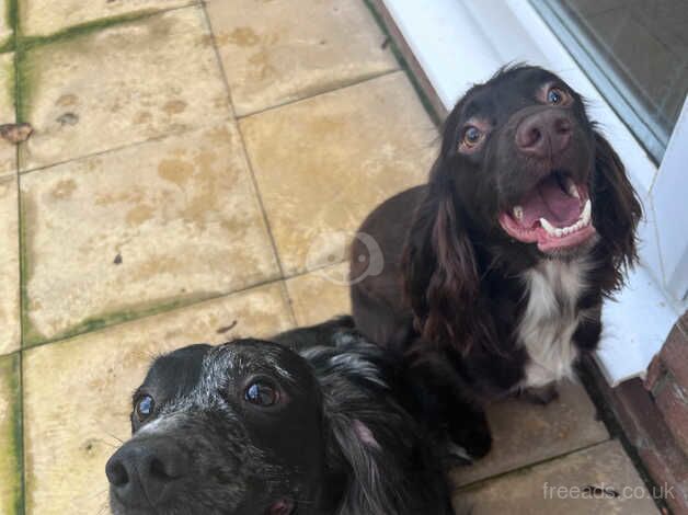 1 Year Old Brown Cocker Spaniel for sale in Middlesbrough, North Yorkshire