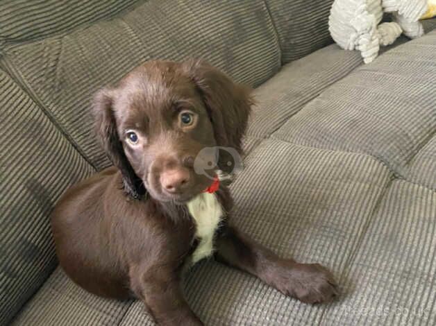 Cocker Spaniel Puppies for sale in North Yorkshire