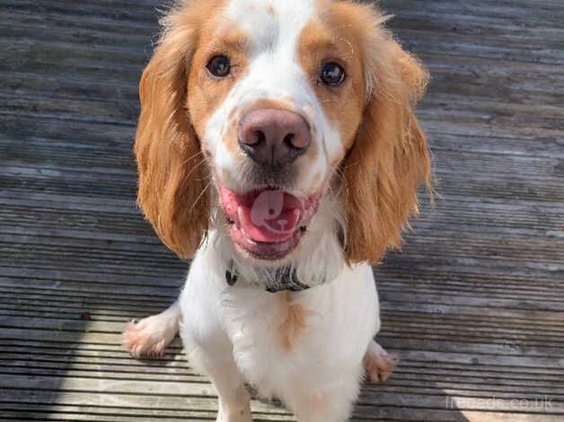 1 year old cocker spaniel for sale in Paignton, Devon