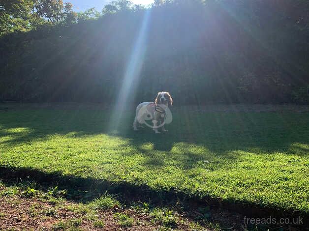 1 year old cocker spaniel for sale in Paignton, Devon - Image 2