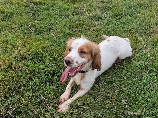 1 year old Cocker spaniel for sale in Teignmouth, Devon