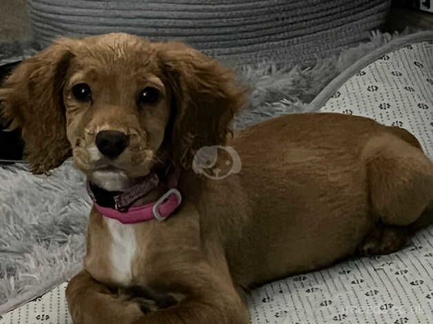 1 year old cocker spaniel KC reg for sale in Cramlington, Northumberland - Image 4