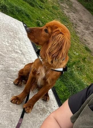 1 year Old Cocker Spaniel Looking for a 10* home for sale in Cleveleys, Lancashire