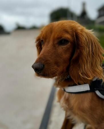 1 year Old Cocker Spaniel Looking for a 10* home for sale in Cleveleys, Lancashire - Image 2