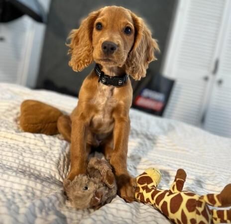 1 year Old Cocker Spaniel Looking for a 10* home for sale in Cleveleys, Lancashire - Image 3