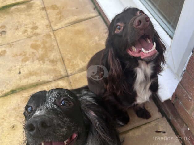 1 Year Old Merle Cocker Spaniel for sale in Middlesbrough, North Yorkshire