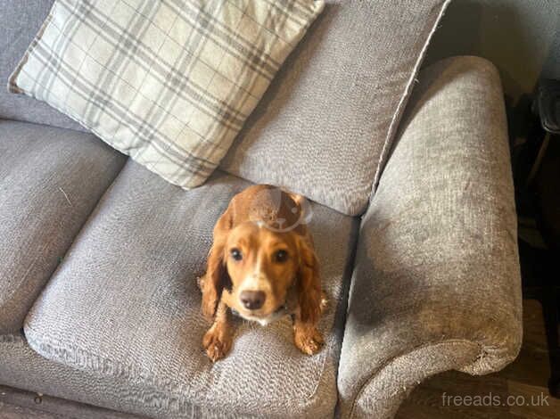 1 year old red fox female Cocker spaniel for sale in Havant, Hampshire