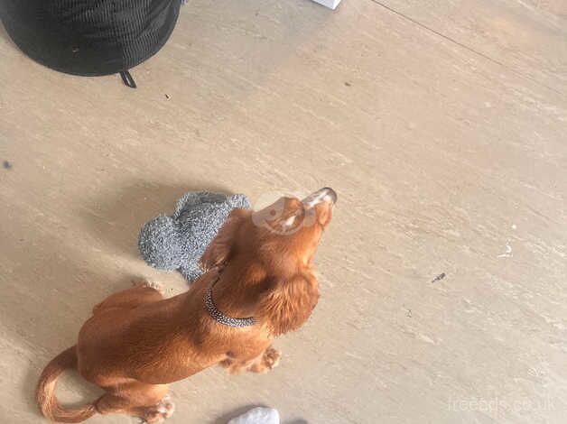 1 year old red fox female Cocker spaniel for sale in Havant, Hampshire - Image 3