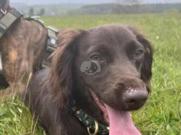 10 month cocker spaniel for sale in Durham, County Durham