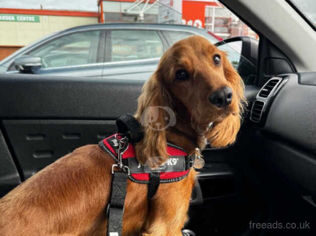 10 month old male cocker spaniel. for sale in Newry, Newry and Mourne