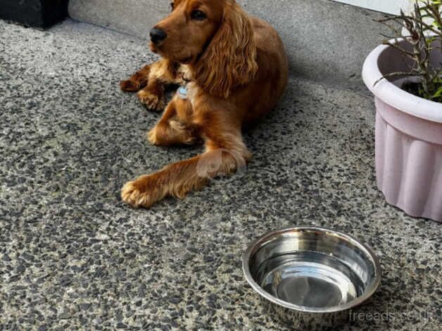 10 month old male cocker spaniel. for sale in Newry, Newry and Mourne - Image 3