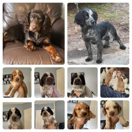 10 weeks 2 boys cocker spaniels for sale in Dudley, West Midlands - Image 2