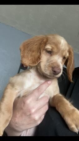 10 weeks 2 boys cocker spaniels for sale in Dudley, West Midlands - Image 3