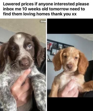 10 weeks 2 boys cocker spaniels for sale in Dudley, West Midlands - Image 4