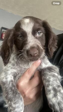 10 weeks 2 boys cocker spaniels for sale in Dudley, West Midlands - Image 5