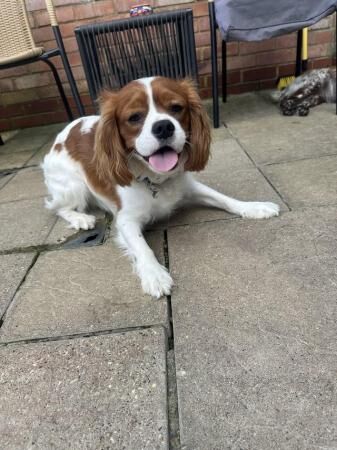 11 month Cavalier King Charles Spaniel for sale in Thame, Oxfordshire