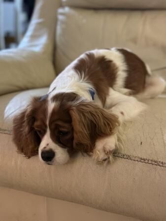 11 month Cavalier King Charles Spaniel for sale in Thame, Oxfordshire - Image 2