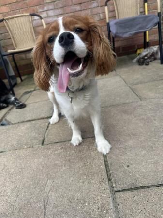 11 month Cavalier King Charles Spaniel for sale in Thame, Oxfordshire - Image 3