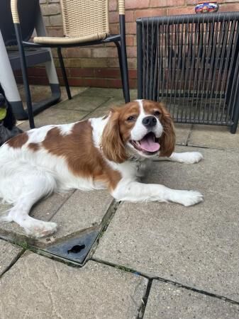 11 month Cavalier King Charles Spaniel for sale in Thame, Oxfordshire - Image 4