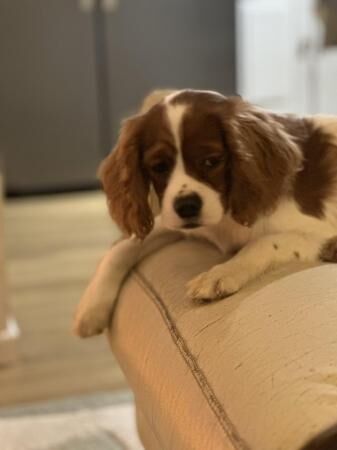 11 month Cavalier King Charles Spaniel for sale in Thame, Oxfordshire - Image 5