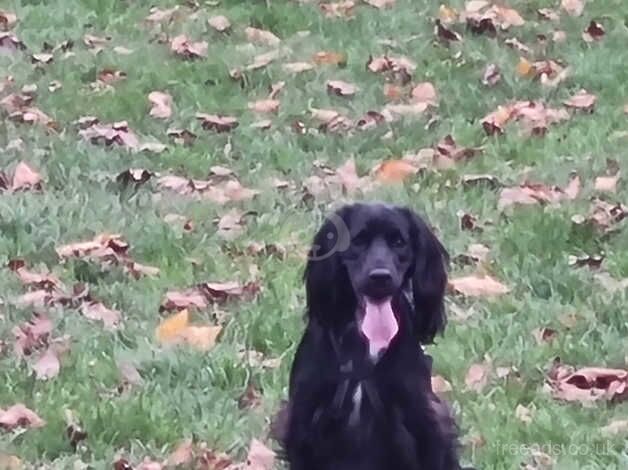 Cocker Spaniel Puppies for sale in Tyne and Wear