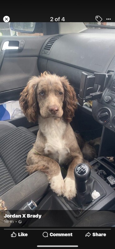 Cocker Spaniel Puppies Boys And Girls For Sale in Basingstoke, Hampshire